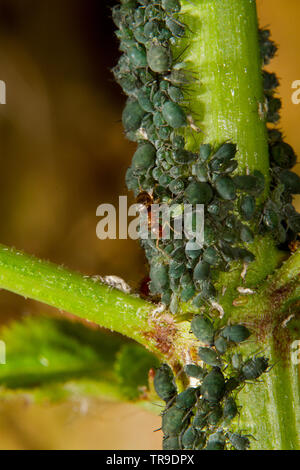 Ants herding and milking aphids on a branch of Elder Stock Photo