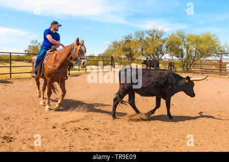 Cattle sorting at White Stallion Ranch, a dude ranch just outside Tucson, AZ. A team of two riders tries, one rider at a time, to drive a steer from o Stock Photo