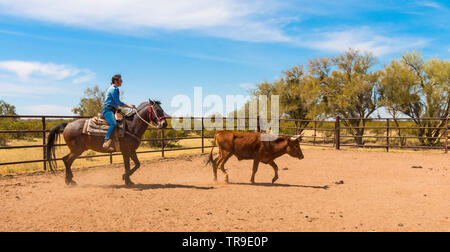 Cattle sorting at White Stallion Ranch, a dude ranch just outside Tucson, AZ. A team of two riders tries, one rider at a time, to drive a steer from o Stock Photo