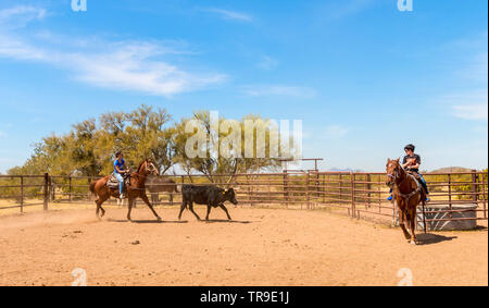 Cattle sorting at White Stallion Ranch, a dude ranch just outside Tucson, AZ. A team of two riders tries, one rider at a time, to drive a steer from o Stock Photo