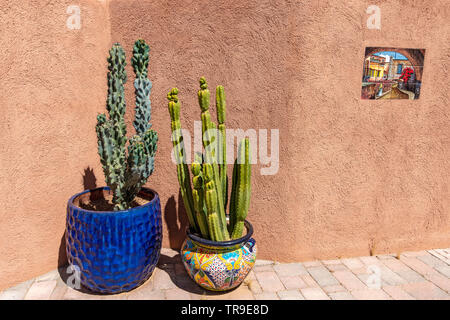 Totem pole cactus (left) and San Pedro cactus (right) in pots growing against a wall at White Stallion Ranch, a dude ranch just outside Tucson, AZ. Stock Photo