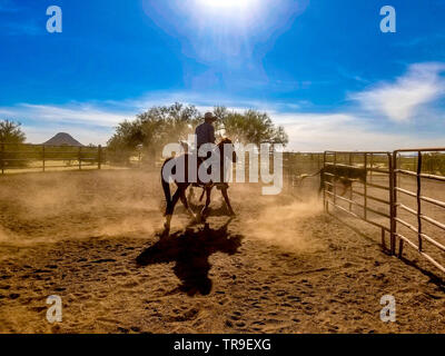 Cattle sorting at White Stallion Ranch, a dude ranch just outside Tucson, AZ. A team of two riders tries, one rider at a time, to drive a steer from o Stock Photo