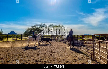 Cattle sorting at White Stallion Ranch, a dude ranch just outside Tucson, AZ. A team of two riders tries, one rider at a time, to drive a steer from o Stock Photo