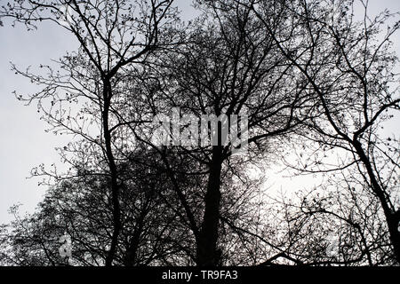 Gloomy landscapes with dark trees photographed on a murky stormy winter ...