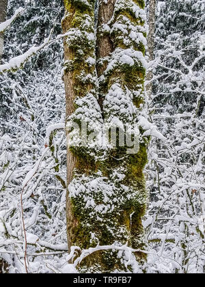 Unusual snowfall in western Washington leaves a coating of snow on the moss covering a tree in a forest. Stock Photo