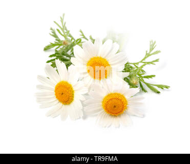 Chamomile or camomile flowers isolated on white background. Stock Photo