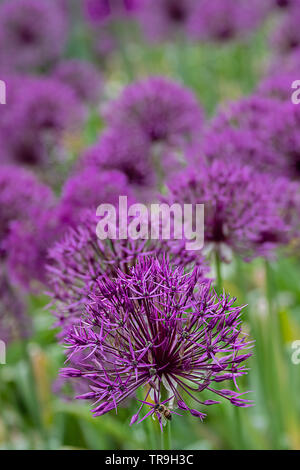 dark purple blossoms of a culivated allium with bee Stock Photo
