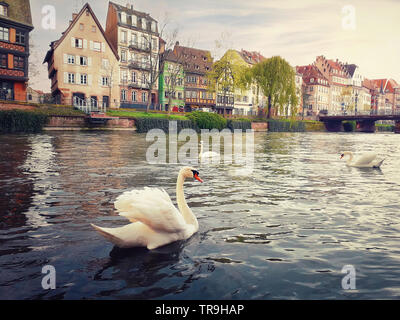 Three magnificent swans floating on the river. Spring evening on the canals of Strasbourg in front of Quai des Bateliers street, France, Alsace. Fachw Stock Photo
