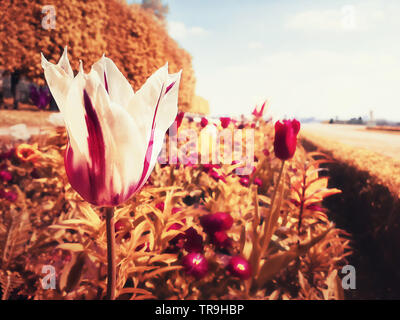 Tulip alley blooming, abstract colors. Abundance of flowers growing in a field under the sun beams. Stock Photo