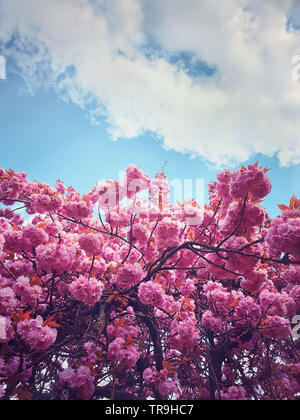 Wild pink Japanese cherry sakura tree buds blooming, floral pattern over sunny blue sky. Spring flower cluster blossoms on the branches in the park. B Stock Photo