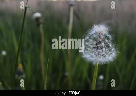 A close-up of a flower turned into a ball of seeds. Stock Photo
