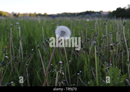 A dandelion turned into a ball of seeds on a grassy field in sunset. Stock Photo