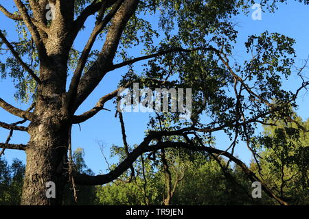 A large tree in the sunset with a blue sky on the background. Stock Photo