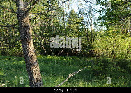 A dry tree leans to the left on a small field in a spring evening. Stock Photo