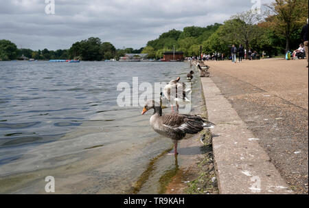 Ducks and geese in Hyde park, Serpentine Lake, London, UK Stock Photo
