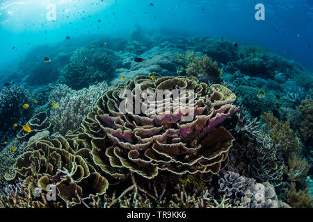 A fragile coral reef grows in shallow water in the Solomon Islands ...