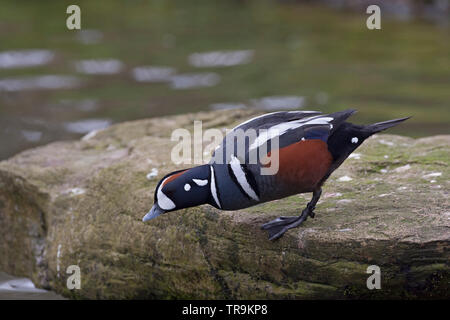 Harlequin Duck, Histrionicus histrionicus, single adult male standing on rock. Captive. Taken March. Arundel, West Sussex, UK. Stock Photo