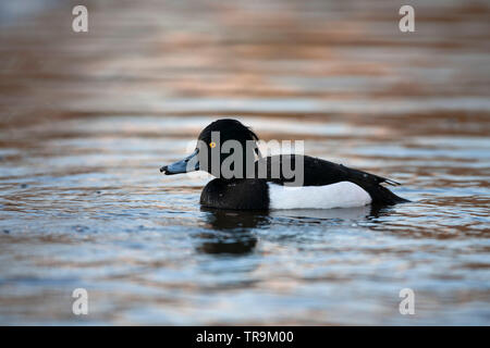 Tufted Duck, Aythya fuligula,  Single adult male swimming,  Essex, UK. Stock Photo