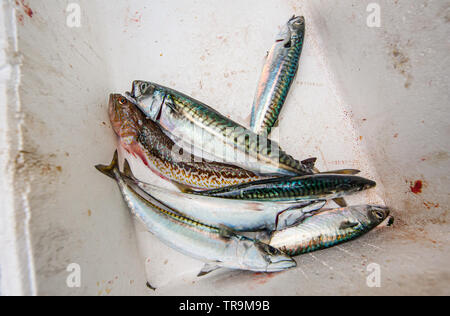 Atlantic Mackerel (Scomber scombrus) in a box. Stock Photo