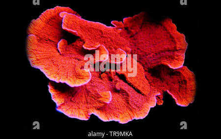 Montipora Candy Cap Coral, - (Montipora capricornis) Stock Photo