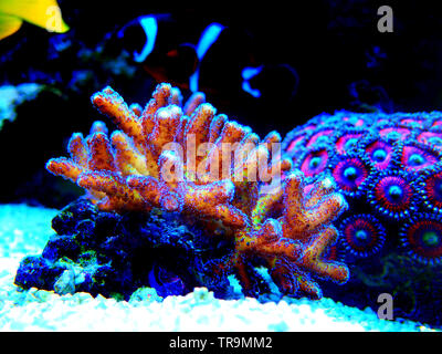 Seriatopora hystrix hard coral hi-res stock photography and images 
