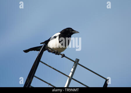 Black-billed Magpie - Pica pica  Perched on a Television Aerial Stock Photo
