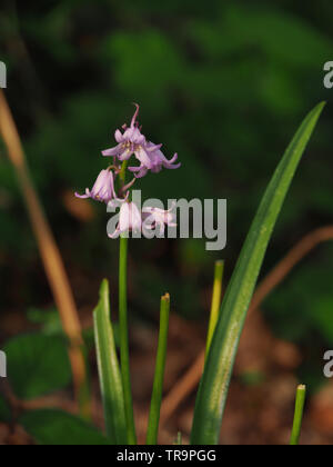 small wild violet forest flower in germany Stock Photo