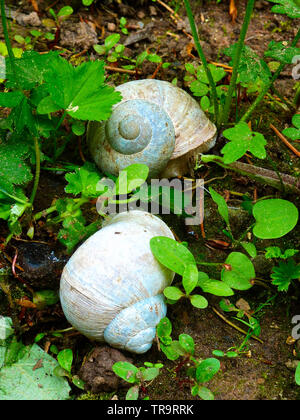 two snails in the wood Stock Photo