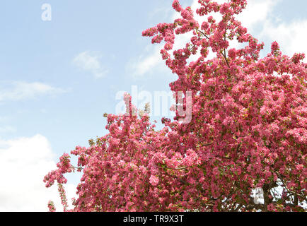 Crab Apple tree in full bloom.  Spring time brings the flowers and sweet scents from this beautiful tree Stock Photo