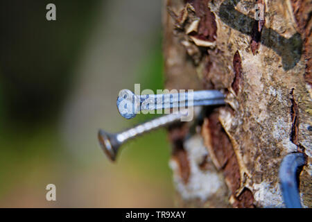 two rusty nails in tree trunk Stock Photo