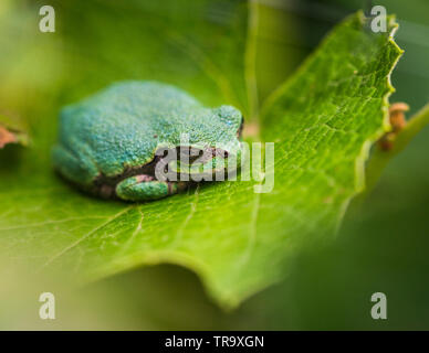 GRAY TREEFROG ON LEAF Stock Photo