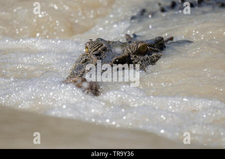 Saltwater crocodile, Cahills Crossing,  Kakadu, Northern Territory, lying in-wait for fish swimming over the low-level causeway Stock Photo