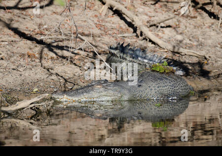 Large saltwater crocodile, resting on the bank of Yellow Water billabong, Kakadu, Northern Territory, Australia Stock Photo