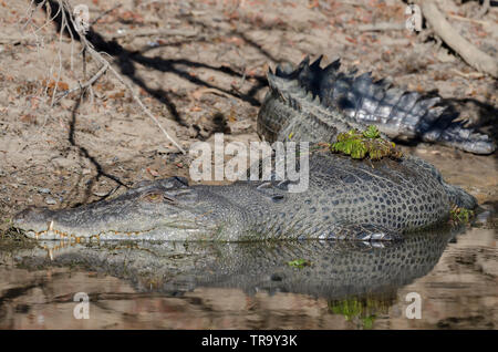 Large saltwater crocodile, resting on the bank of Yellow Water billabong, Kakadu, Northern Territory, Australia Stock Photo