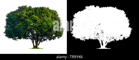 single tree with clipping path and alpha channel Stock Photo