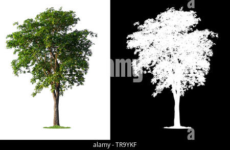 single tree with clipping path and alpha channel Stock Photo