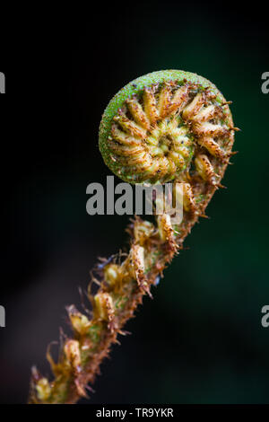 Beautiful fern unfolding in the understory of the cloudforest in La Amistad national park, western highlands, Chiriqui province, Republic of Panama. Stock Photo