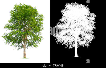 single tree with clipping path and alpha channel Stock Photo