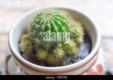 cactus in the flower pot, Echinopsis calochlora Stock Photo