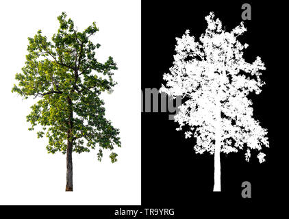 single tree with clipping path and alpha channel Stock Photo