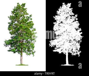 single tree with clipping path and alpha channel Stock Photo