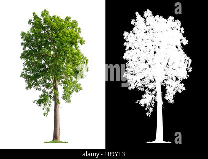 single tree with clipping path and alpha channel Stock Photo