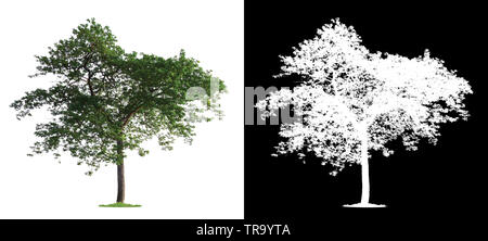 single tree with clipping path and alpha channel Stock Photo