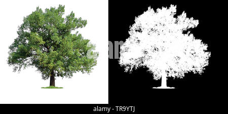 single tree with clipping path and alpha channel Stock Photo