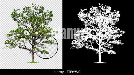 single tree with clipping path and alpha channel Stock Photo