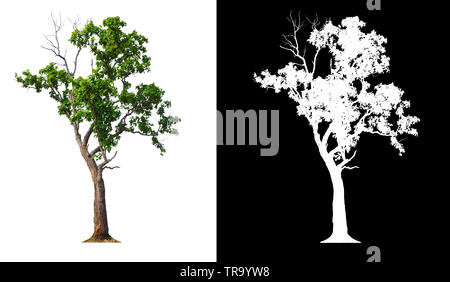 single tree with clipping path and alpha channel Stock Photo