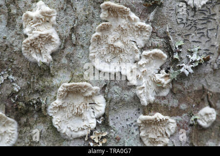 Irpex lacteus, known as the Milk-white Toothed Polypore, studied for use in biofuel production Stock Photo