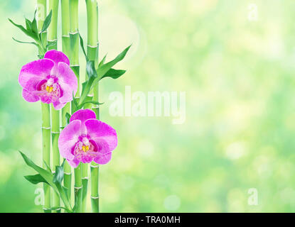 Several stem of Lucky Bamboo (Dracaena Sanderiana) with green leaves and two pink orchid flowers, on natural green background, with copy-space Stock Photo