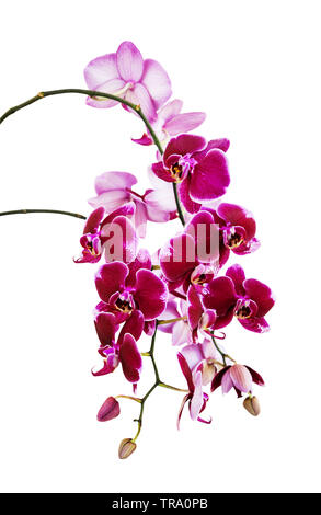 Rich branch of dark red orchid phalaenopsis flowers close-up, isolated on a white background, vertical image Stock Photo