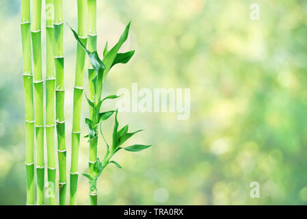 Several stem of Lucky Bamboo (Dracaena Sanderiana) with green leaves, on natural background, with copy-space Stock Photo